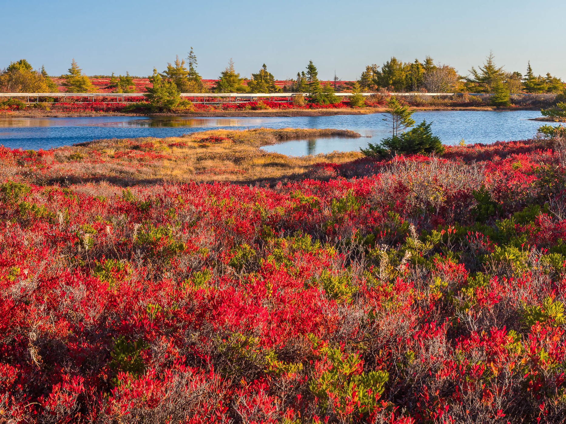 tourbière de l'île Miscou / Miscou Island Peat Bog, Canada