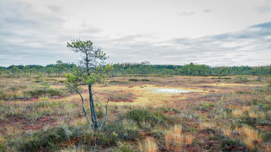Valmusa - Pristine swamp nature