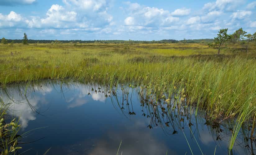 Valmusa - Pristine swamp nature