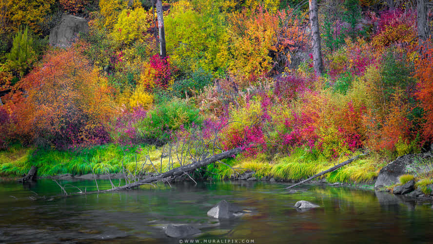 Wenatchee River in the Fall