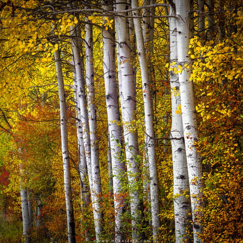 Winton Aspens