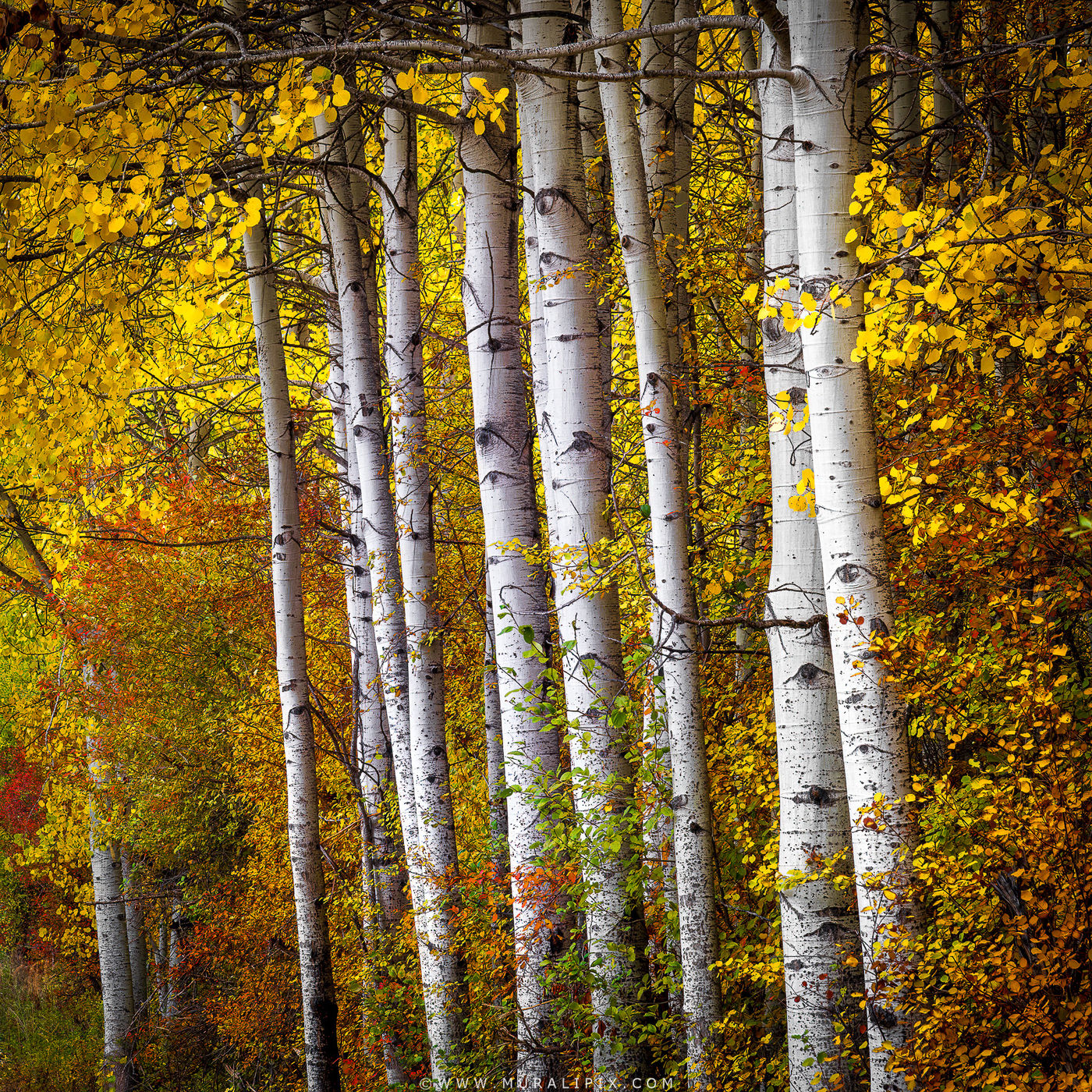 Winton Aspens, USA