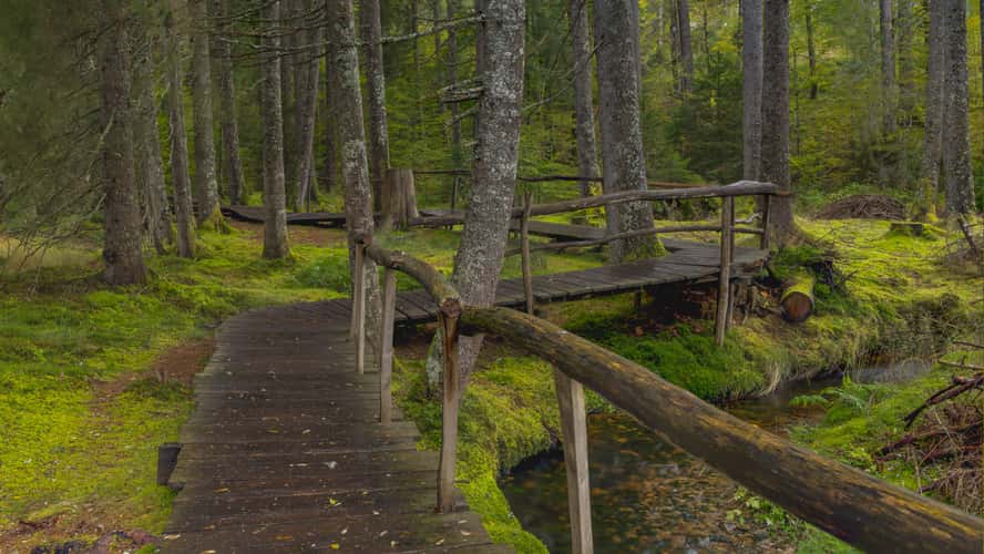 Zauberwald-Pfad (Black-Forest)