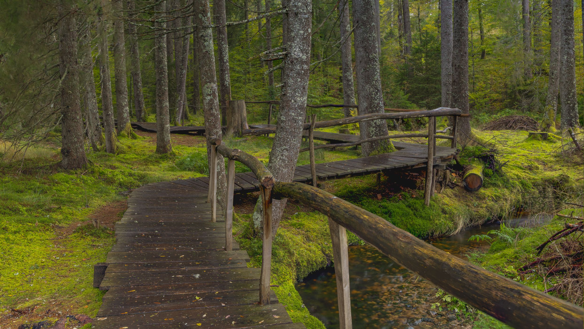 Zauberwald-Pfad (Black-Forest), Germany