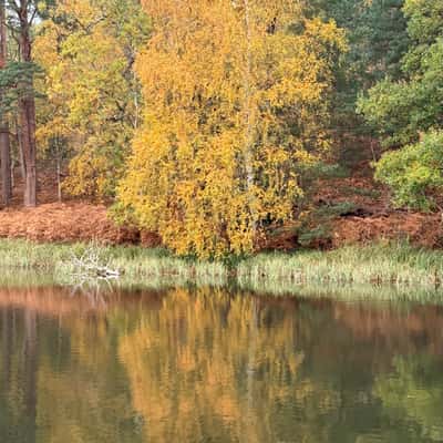 Autumn tree., United Kingdom