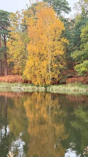 Autumn tree.