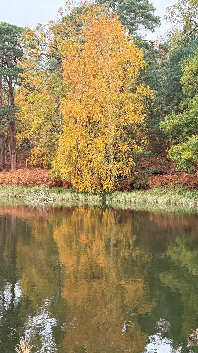 Autumn tree., United Kingdom