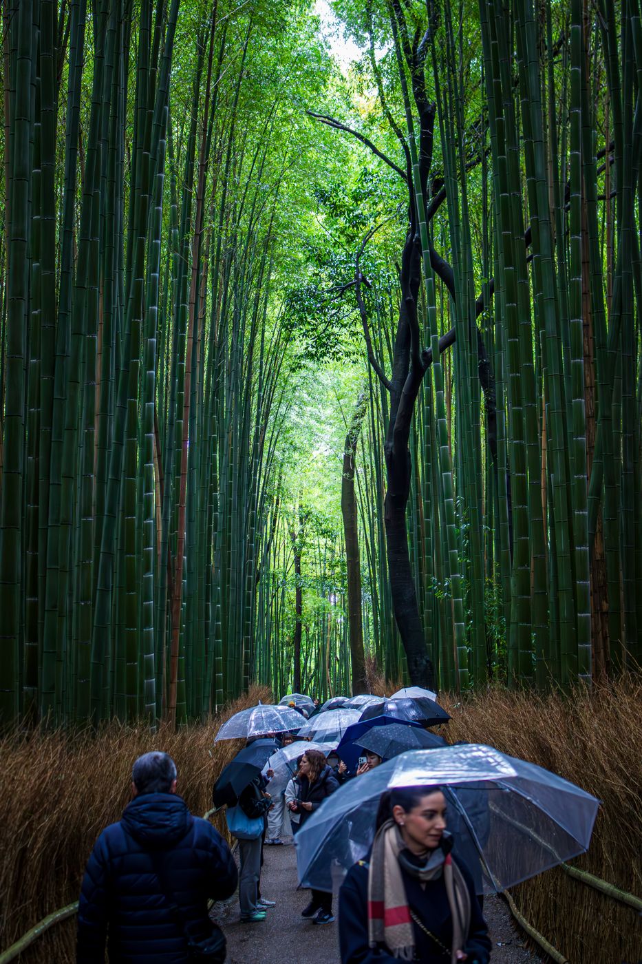 Bamboo Forest - Kyoto, Japan
