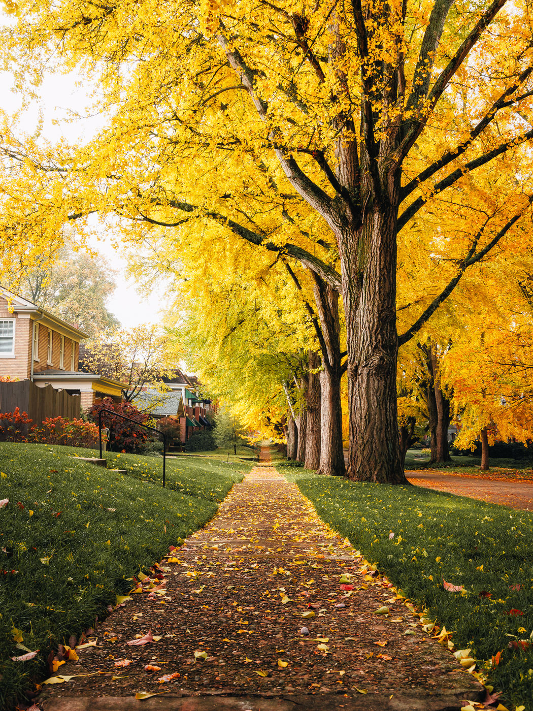 Catalpa Road, USA