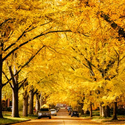 Catalpa Road, USA
