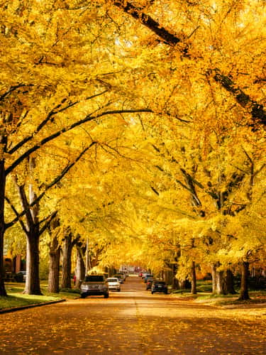 Catalpa Road