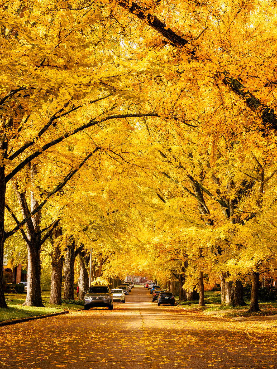 Catalpa Road, USA