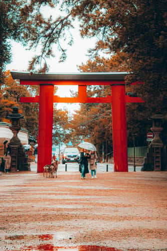 chi no Torii of Kasuga Taisha - Torii Gate
