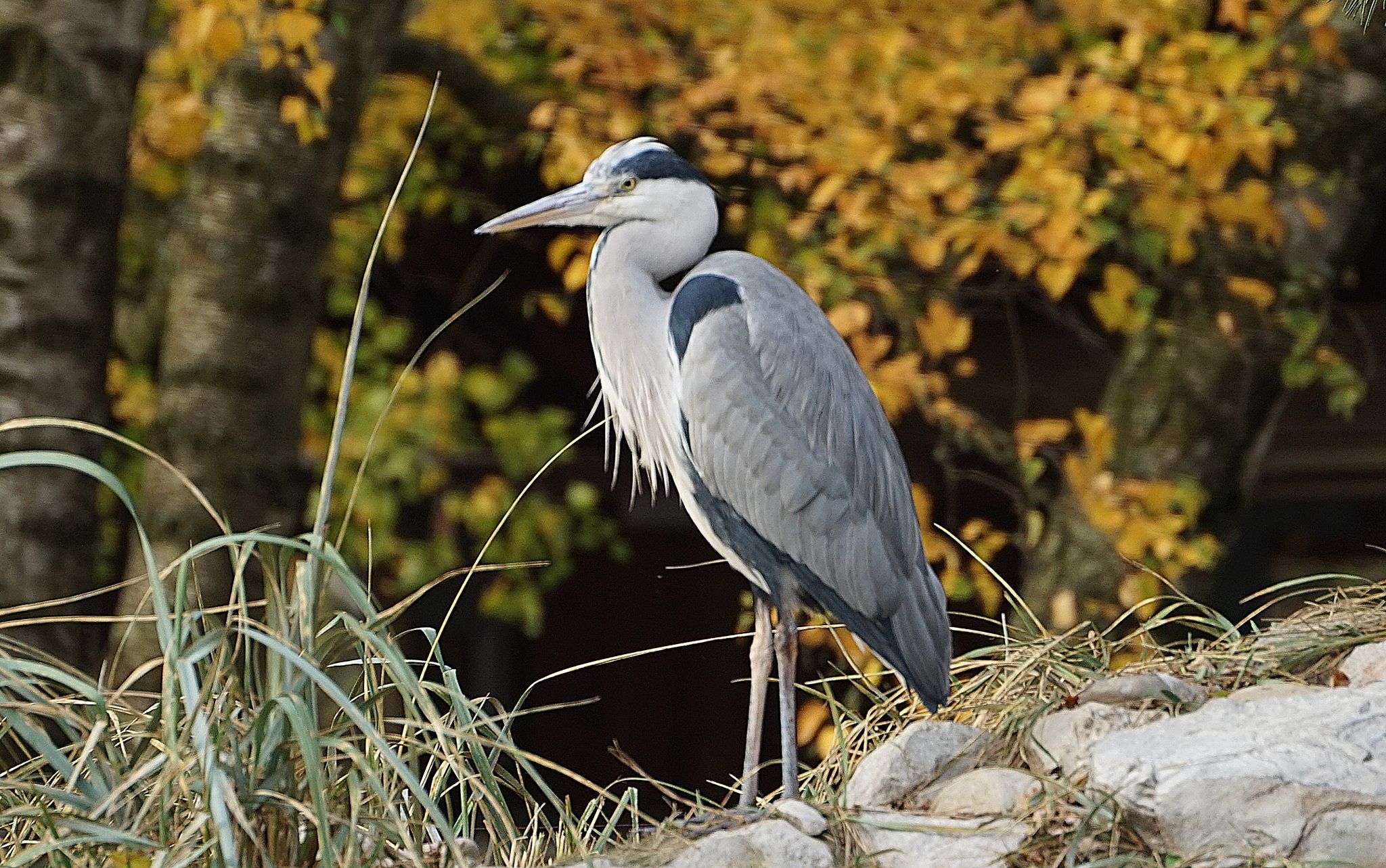 Euregiozoo, Germany