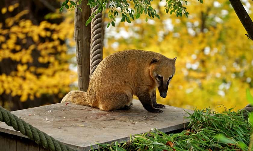 Euregiozoo