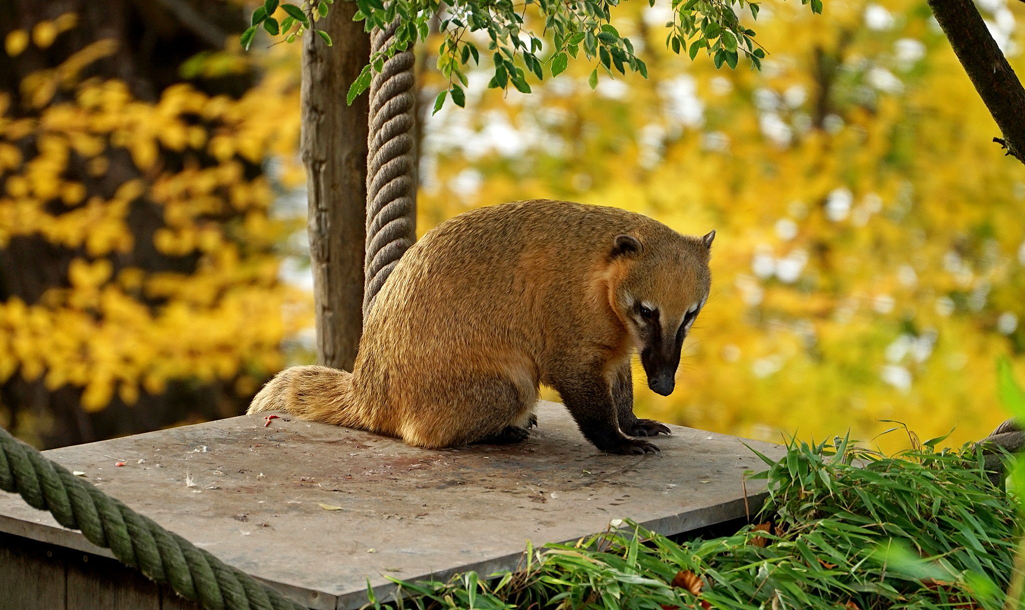 Euregiozoo, Germany