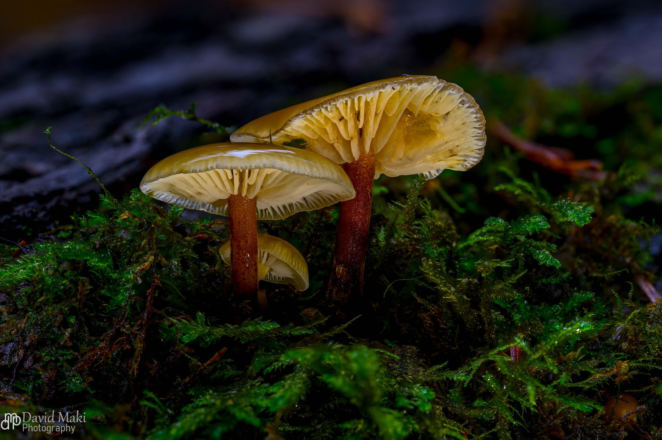 Flaming Geyser State Park, USA