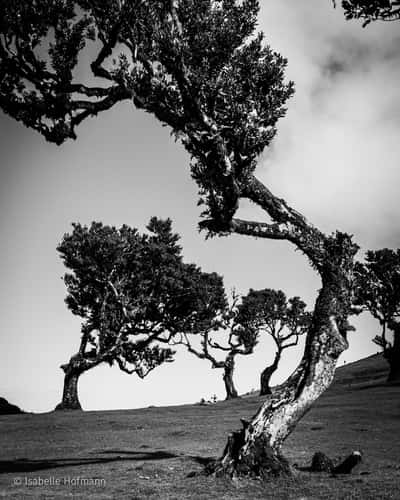 Fog Forest Fanal, Madeira