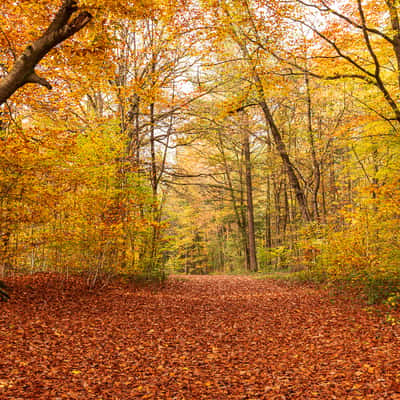 Forêt du Warndt, Germany