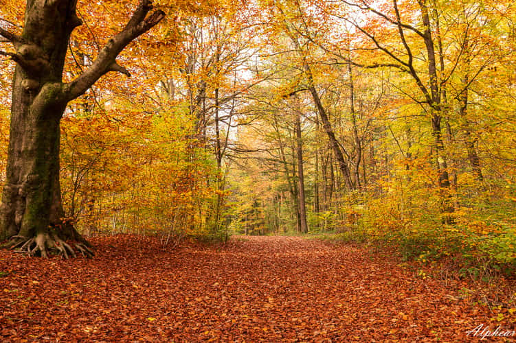 Forêt du Warndt
