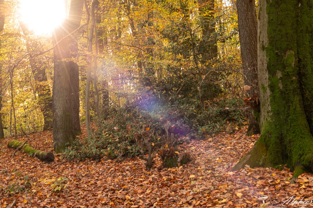 Forêt du Warndt, Germany