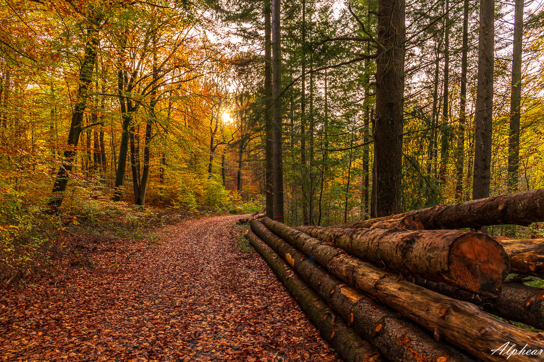 Forêt du Warndt, Germany