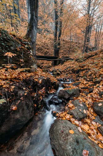 Hřensko Woods