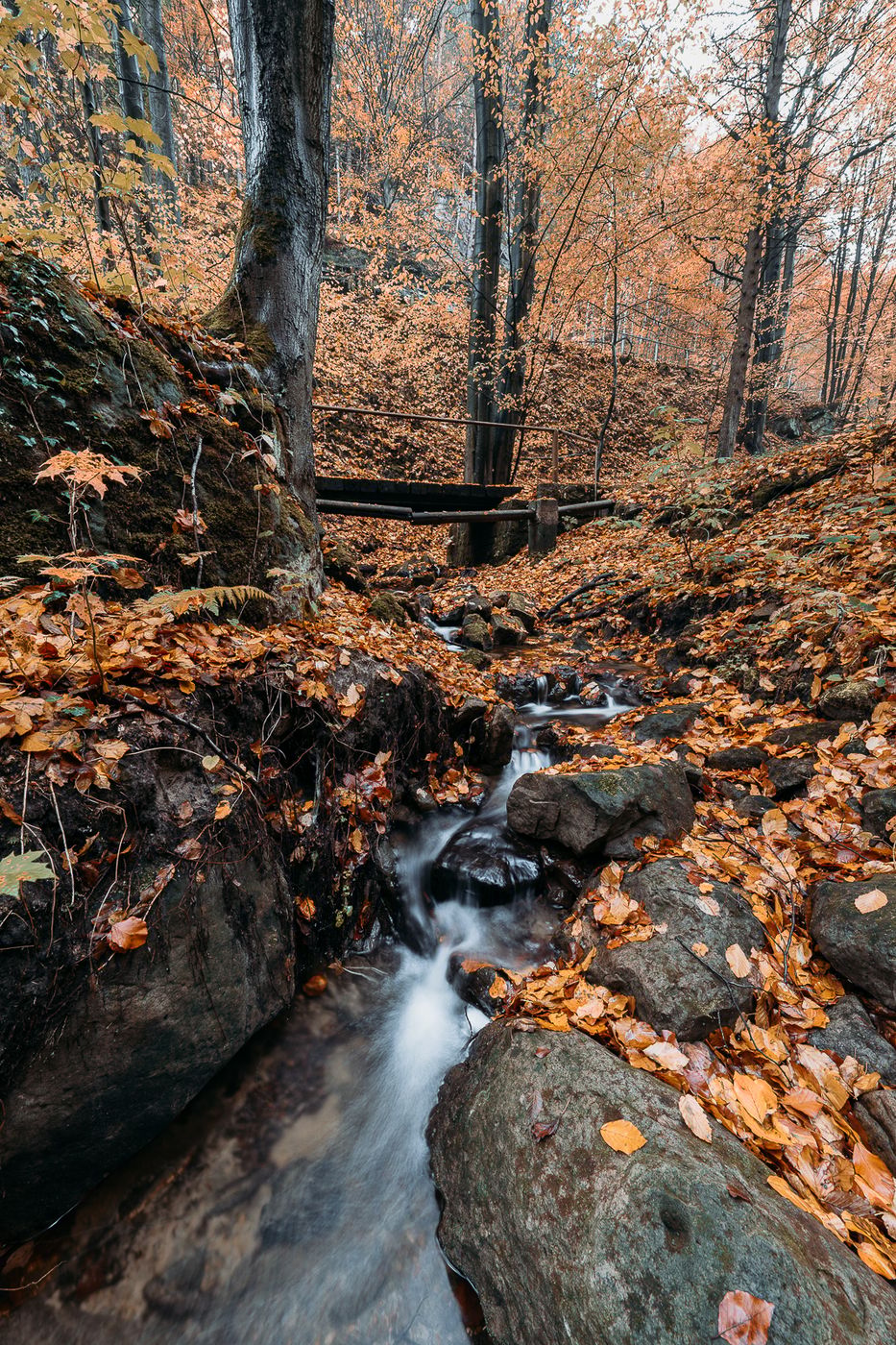 Hřensko Woods, Czech Republic