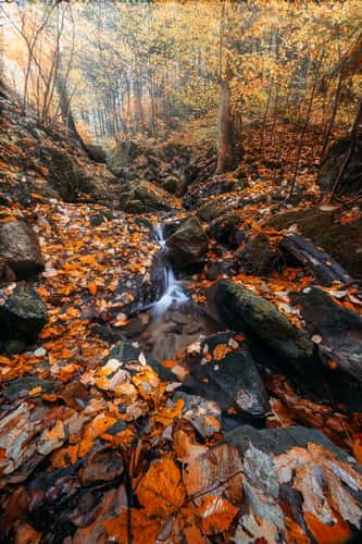 Hřensko Woods