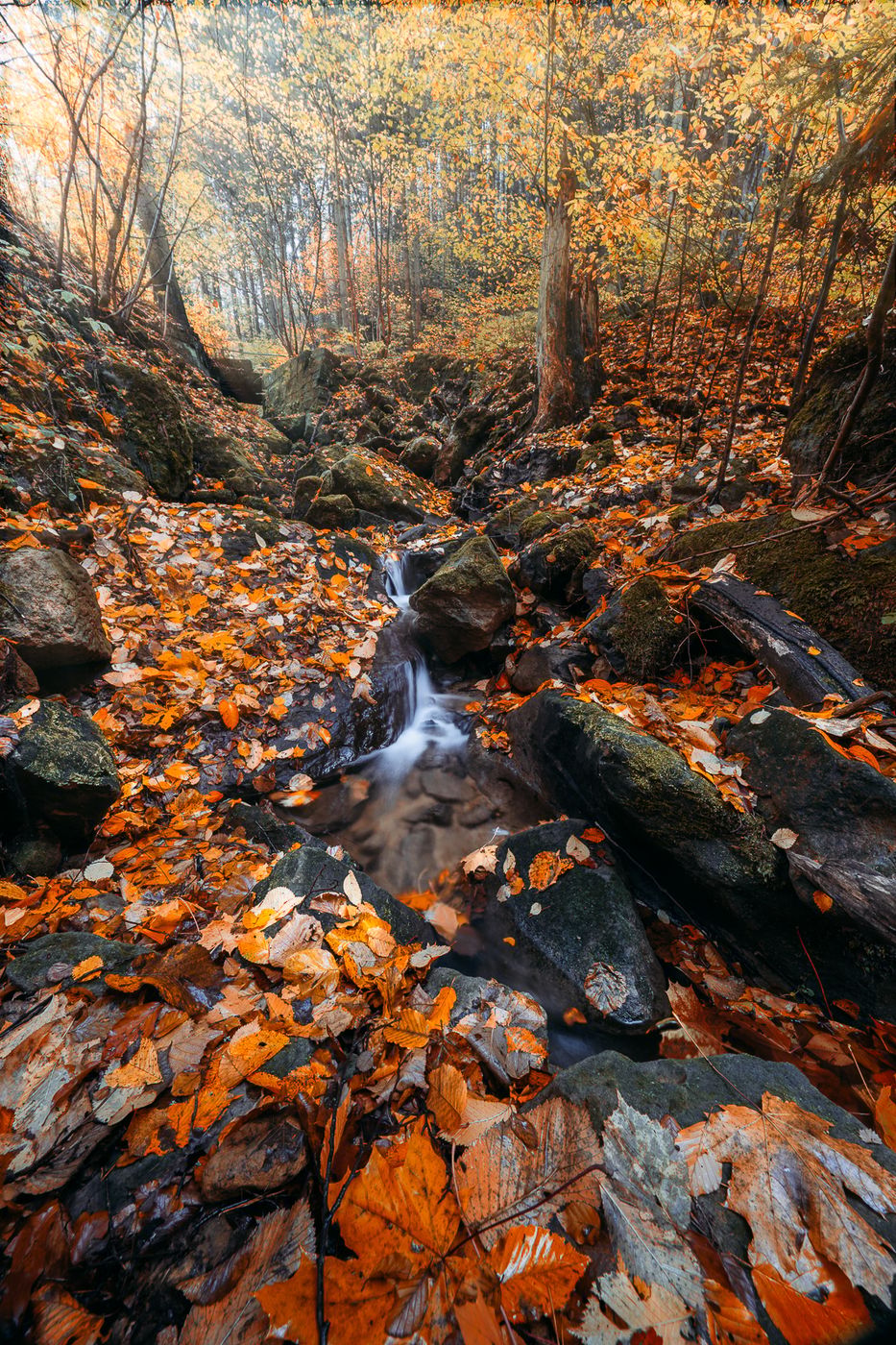 Hřensko Woods, Czech Republic