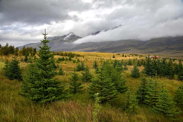 Iceland Evergreens