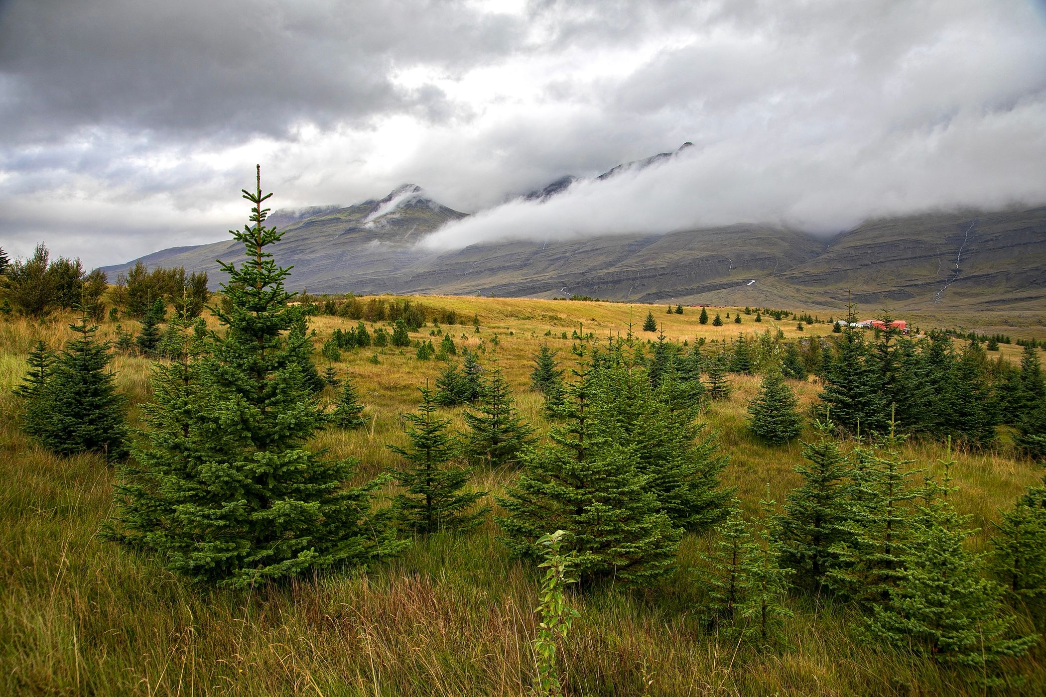 Iceland Evergreens, Iceland