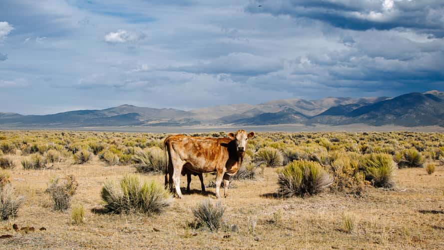 Ione, Nevada