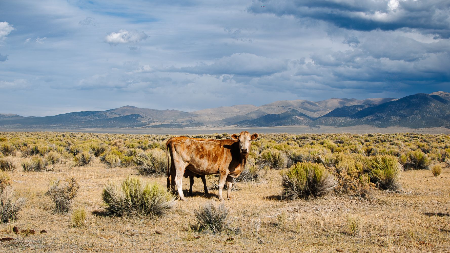 Ione, Nevada, USA
