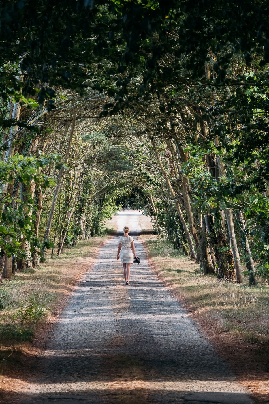 Kérangoff tree avenue, France