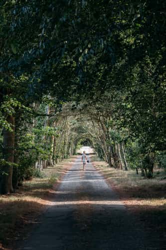 Kérangoff tree avenue