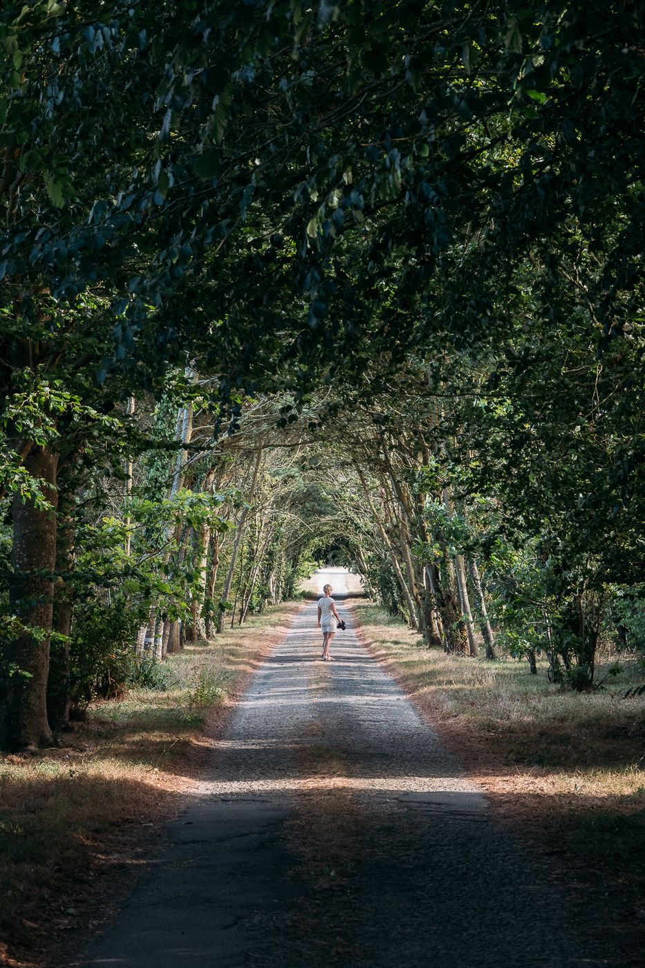 Kérangoff tree avenue, France