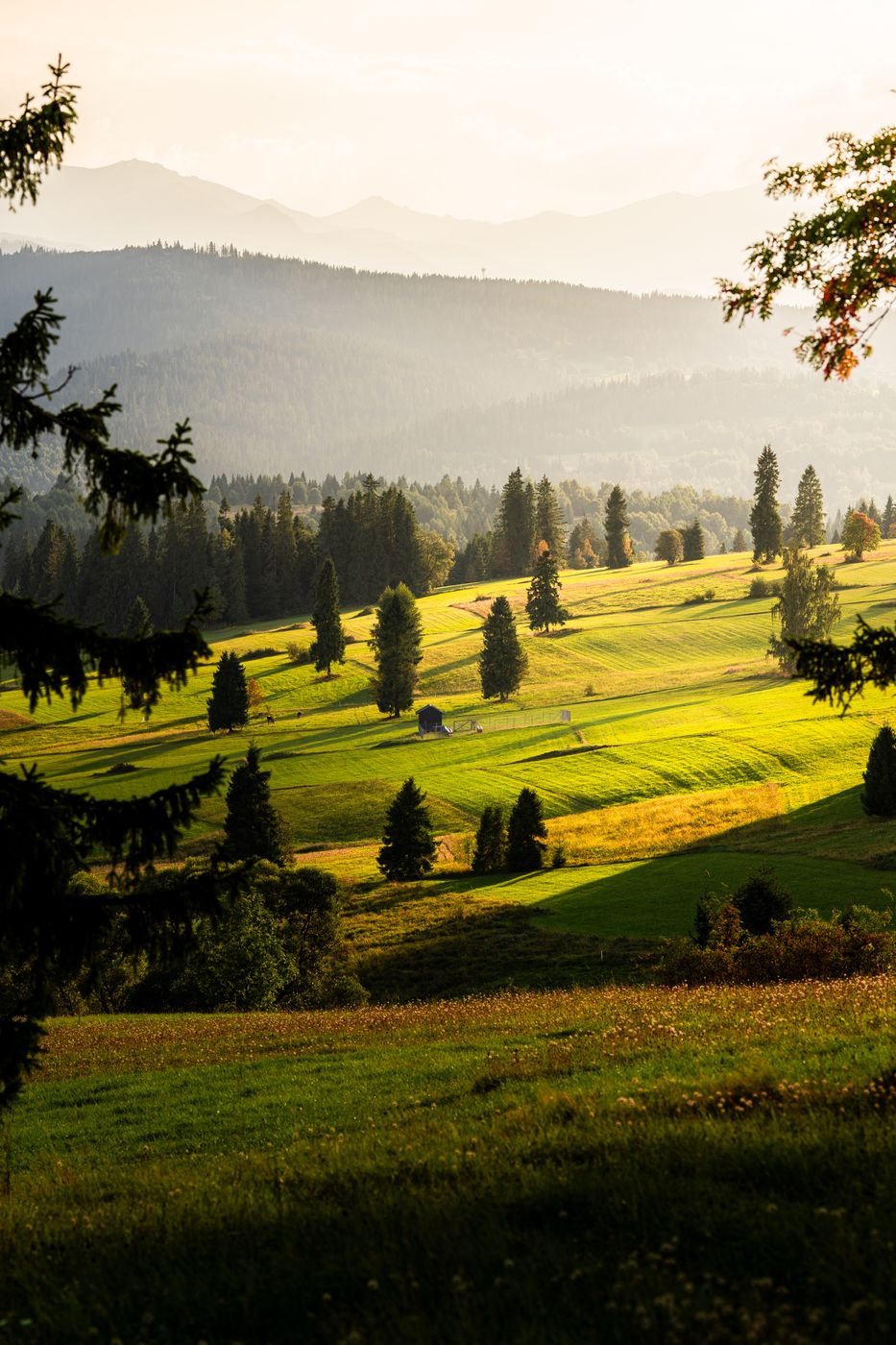 Łapszanka, Poland