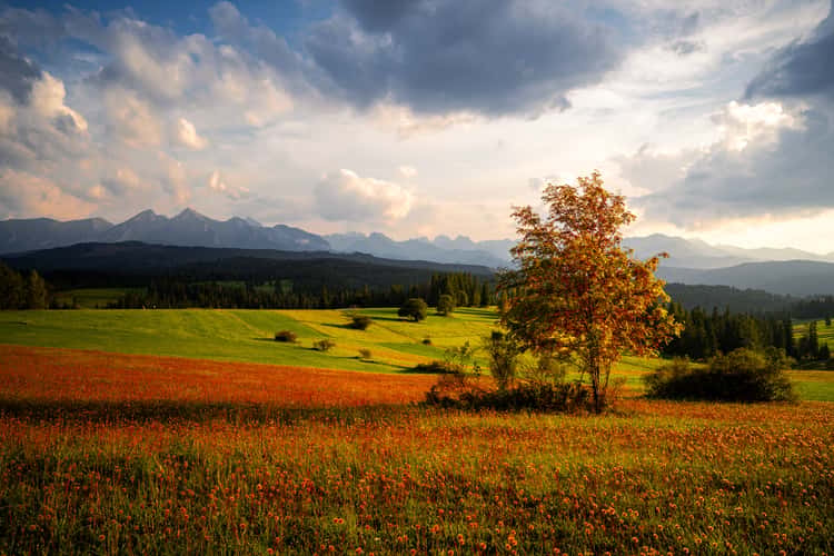 Łapszanka view