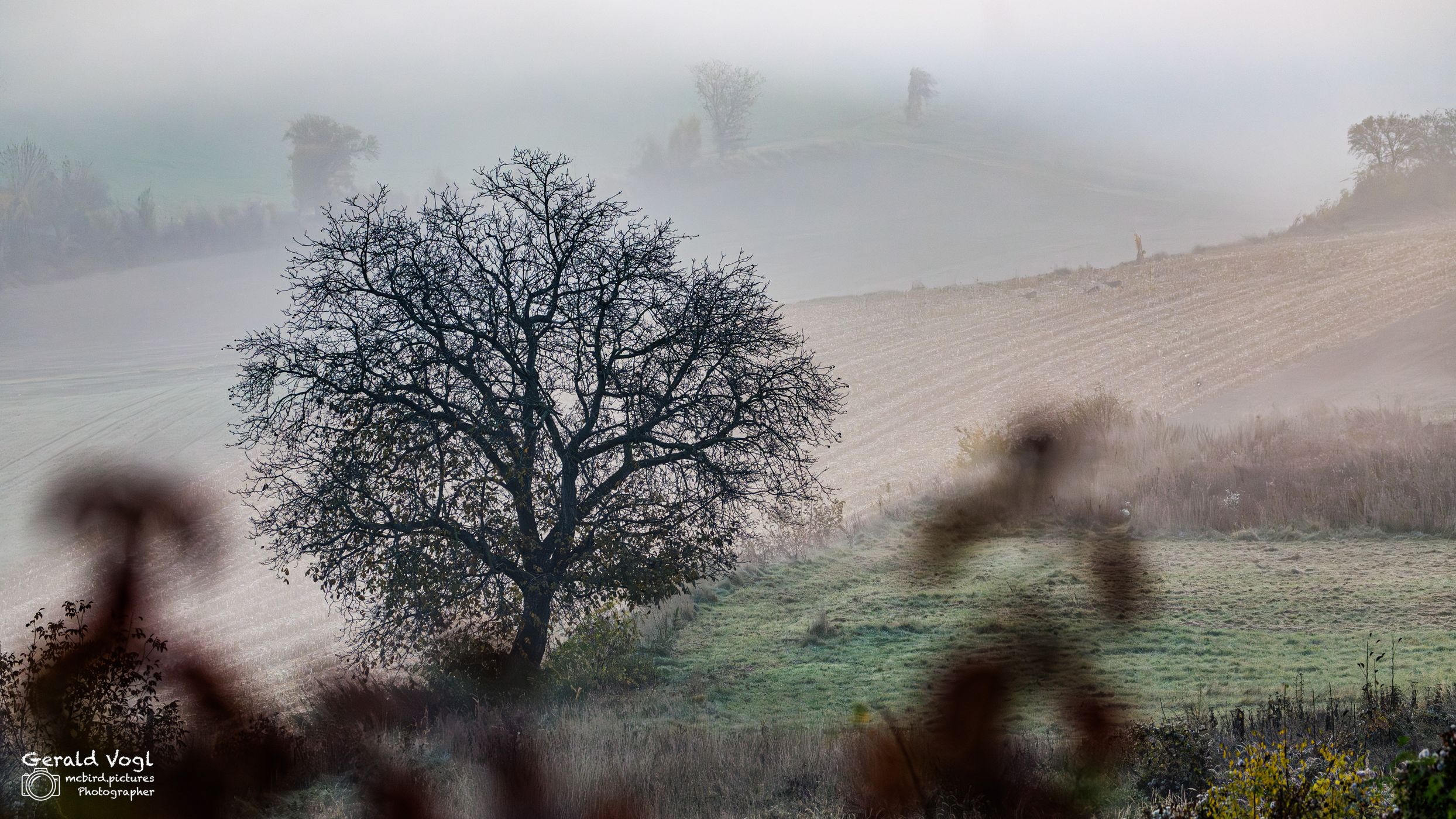 Nebelige Morgenstimmung im Weinviertel, Austria
