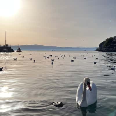 Orhid, Macedonia