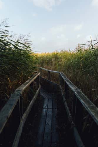 Reed walkway, Gundsømagle Sø, Denmark