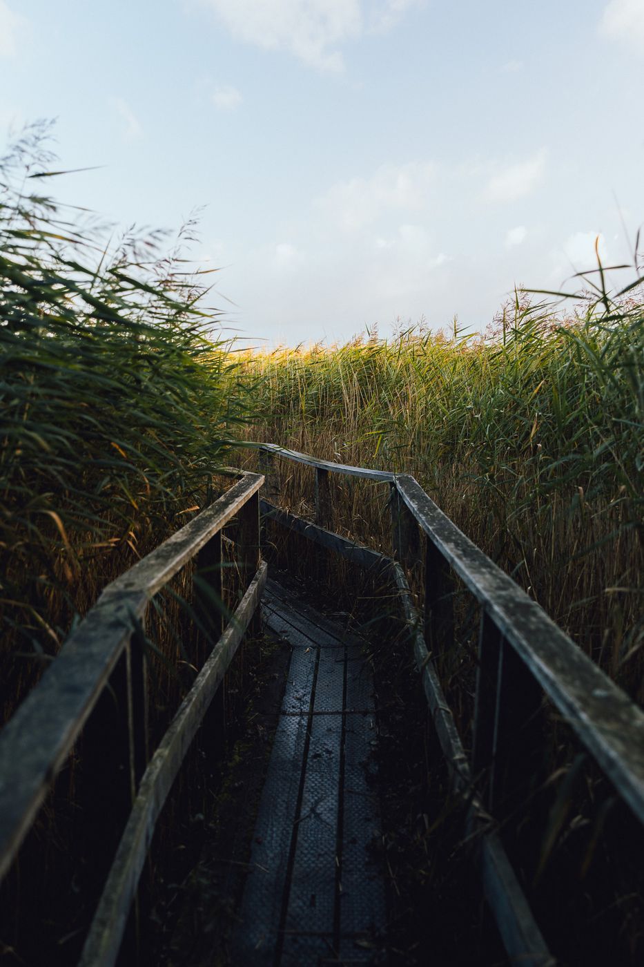 Reed walkway, Gundsømagle Sø, Denmark, Denmark
