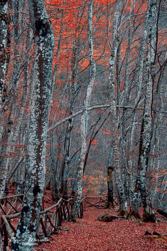 Riserva naturale 'La Camosciara'