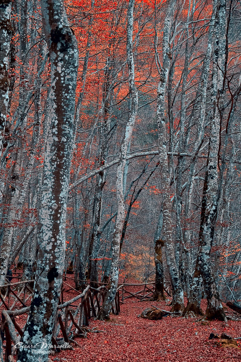 Riserva naturale 'La Camosciara', Italy