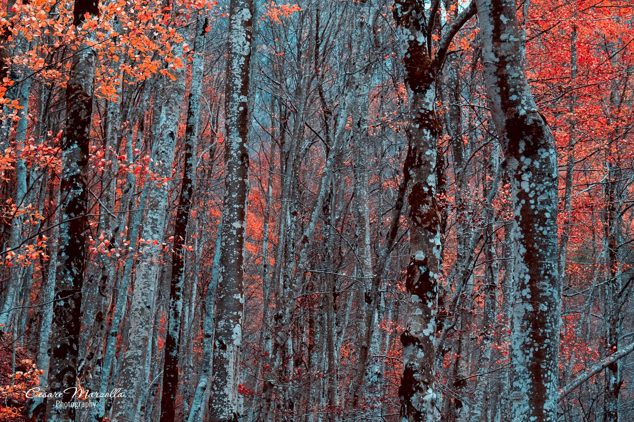 Riserva naturale 'La Camosciara', Italy