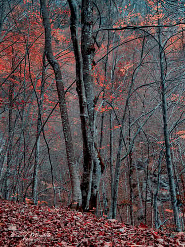 Riserva naturale 'La Camosciara'