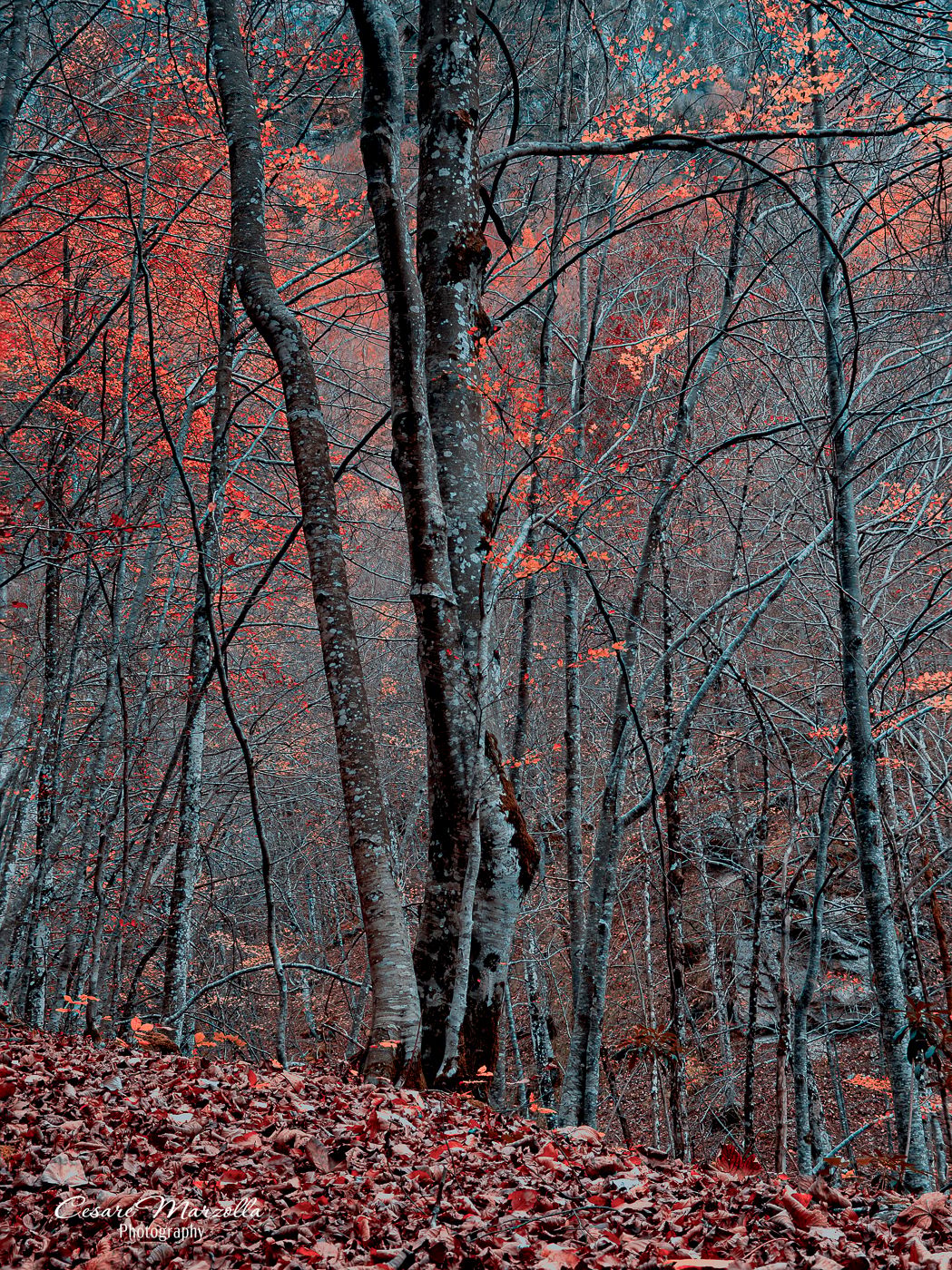 Riserva naturale 'La Camosciara', Italy