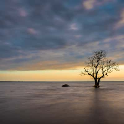 Solitary tree, Nicaragua