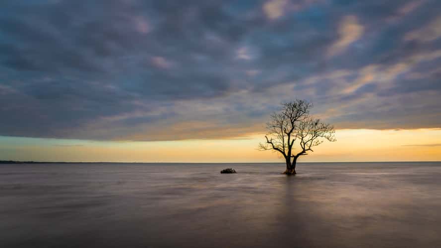 Solitary tree